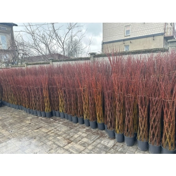 WIERZBA PLECIONA RĘCZNIE DUŻA ROŚLIN sadzonki - 170 / 180 cm