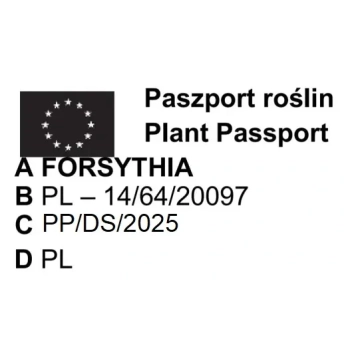 FORSYCJA żywopłot, złoto w Twoim ogrodzie PAKIET 5 SZT - sadzonki 40 / 60 cm