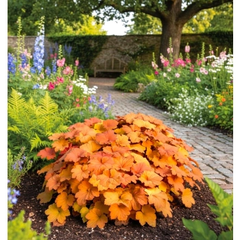 ŻURAWKA MEGA CARAMEL - sadzonki 10 / 20 cm