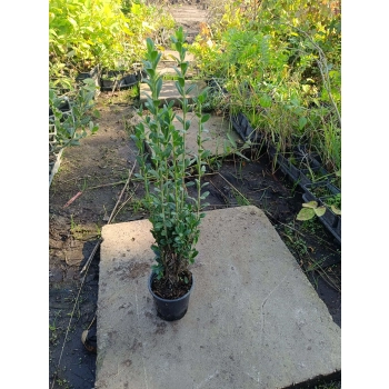 OSTROKRZEW karbowanolistny kolumnowy PAKIET 5 sztuk - sadzonki 20 / 30 cm