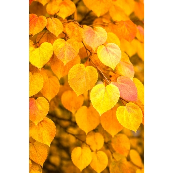 GRUJECZNIK JAPOŃSKI GLOWBALL - sadzonki 20 / 30 cm