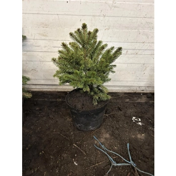 ŚWIERK SREBRNY KAIBAB Pakiet 5 sztuk - sadzonki 40 / 60 cm