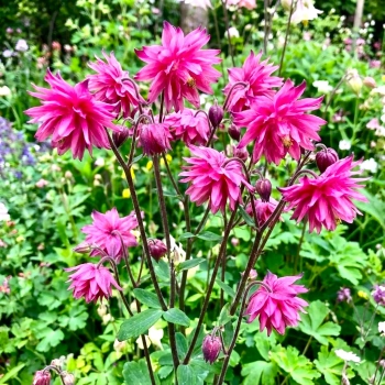 ORLIK ROSE BARLOW - sadzonki 10 / 20 cm