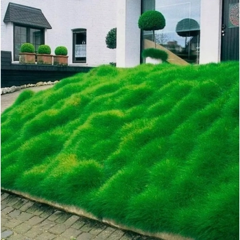 TRAWA NIEDŹWIEDZIE FUTRO Pakiet 5 sztuk odporna - sadzonki 10 / 15 cm