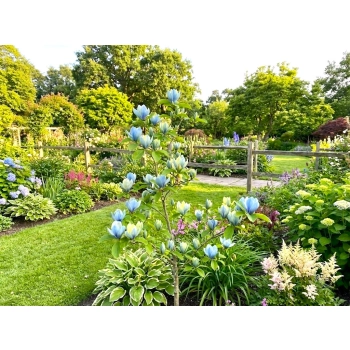 MAGNOLIA SZCZEPIONA BLUE OPAL - sadzonki 40 / 60 cm