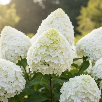 HORTENSJA NA PNIU HERCULES - sadzonki 90 / 100 cm