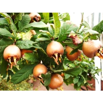 Nieszpułka miododajna bomba witaminowa - sadzonki 100 / 130 cm