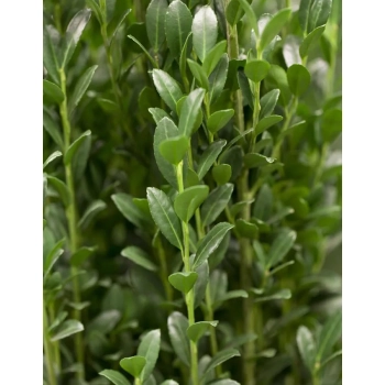 OSTROKRZEW karbowanolistny kolumnowy PAKIET 5 sztuk - sadzonki 20 / 30 cm