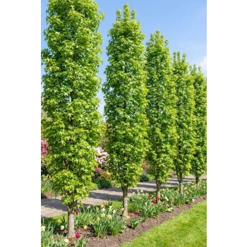 AMBROWIEC SZCZEPIONY KOLUMNOWY SLENDER SILHOUETTE - sadzonki 130 / 150 cm