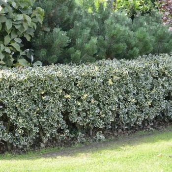 OSTROKRZEW ARGENTEA MARGINATA PAKIET 5 sztuk - sadzonki 10 / 20 cm