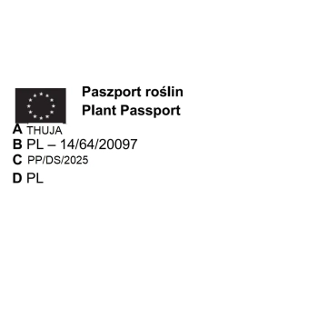 THUJA TUJA DANICA AUREA - sadzonki 10 / 20 cm