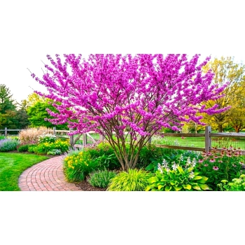 JUDASZOWIEC KANADYJSKI SZCZEPIONY THE RISING SUN - sadzonki 40 / 60 cm