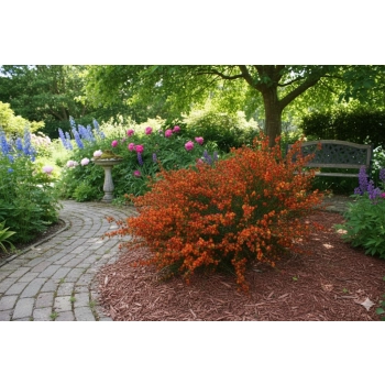 ŻARNOWIEC LENA pomarańczowy - sadzonki 10 / 20 cm