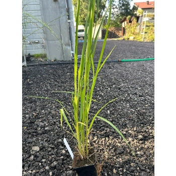 TRAWA ROZPLENICA Black Beauty Pakiet 5 sztuk - sadzonki 40 / 60 cm