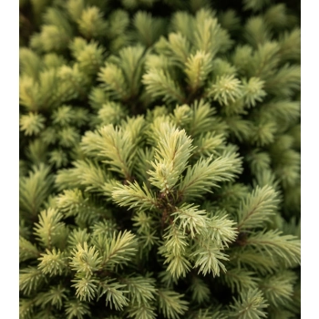 ŚWIERK BIAŁY DAISY'S WHITE - sadzonki 10 / 20 cm