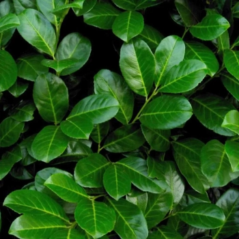 LAUROWIŚNIA PAKIET 5 sztuk Wiecznie Zielona Elegancja w Twoim Ogrodzie - sadzonki 50 / 80 cm