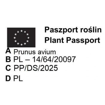 CZEREŚNIA MIODÓWKA bladoróżowa - sadzonki 50 / 90 cm