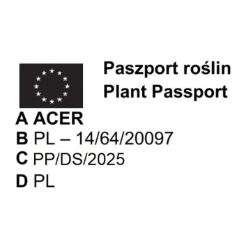 KLON CRIMSON SENTRY kolumnowy szczepiony - sadzonki 200 / 220 cm