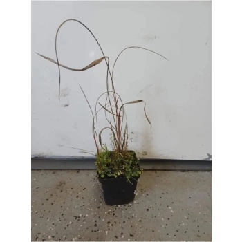 TRAWA czerwona Pakiet 5 sztuk odporna na mróz - sadzonki 15 / 20 cm