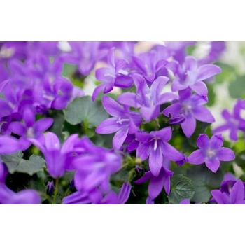 DZWONEK DALMATYŃSKI BIRCH HYBRID - sadzonki 5 / 10 cm