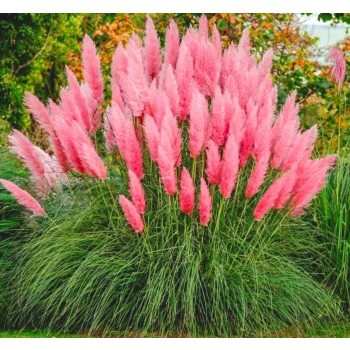 TRAWA PAMPASOWA różowa Pakiet 5 sztuk - sadzonki 20 / 30 cm