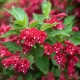 KRZEWUSZKA WEIGELA CHERRY LOVE - sadzonki 10 / 20 cm