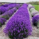 LAWENDA polska odmiana wieloletnia P9 PAKIET 5 SZT - sadzonki 10 / 20 cm