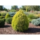THUJA TUJA AUREA NANA - sadzonki 10 / 20 cm