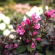 KRZEWUSZKA WEIGELA MINOR BLACK - sadzonki 10 / 20 cm