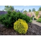 THUJA TUJA DANICA AUREA - sadzonki 10 / 20 cm