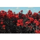 LAGERSTROEMIA CZERWONA czerwony liść - sadzonki 50 / 70 cm