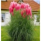 TRAWA PAMPASOWA różowa Pakiet 5 sztuk - sadzonki 20 / 30 cm