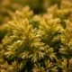 THUJA TUJA AUREA NANA - sadzonki 10 / 20 cm