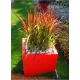 TRAWA czerwona Pakiet 5 sztuk odporna na mróz - sadzonki 15 / 20 cm