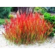 TRAWA czerwona Pakiet 5 sztuk odporna na mróz - sadzonki 15 / 20 cm