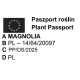 MAGNOLIA SZCZEPIONA SUNSATION - sadzonki 40 / 60 cm