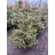 ŚWIERK SREBRNY CHOINKA DUŻA ROŚLINA DONICZKOWANE - sadzonki 130 / 150 cm
